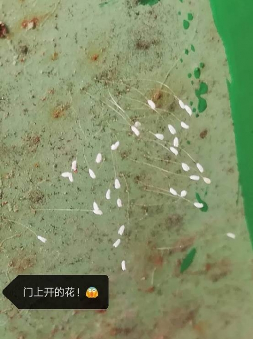 山东省潍坊市两次喜见优昙婆罗花