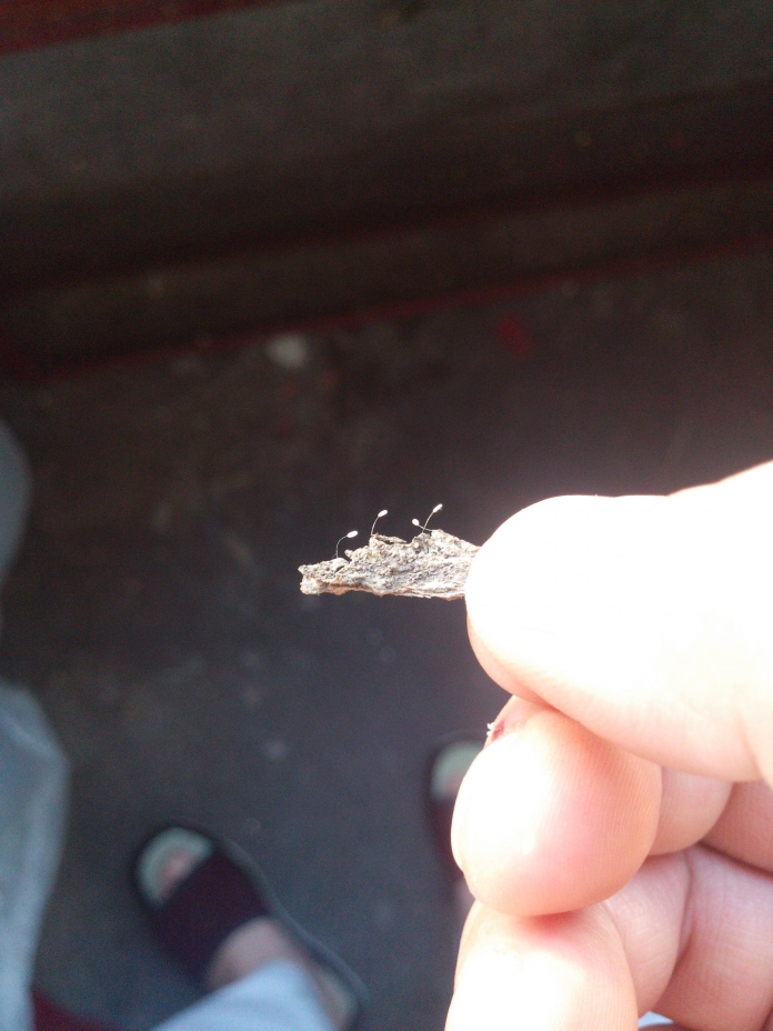 优昙婆罗花