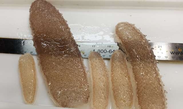 海底生物