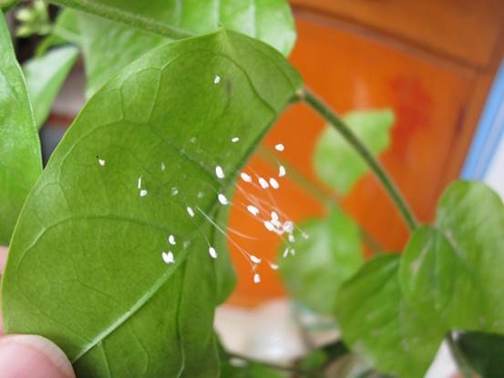 优昙婆罗花