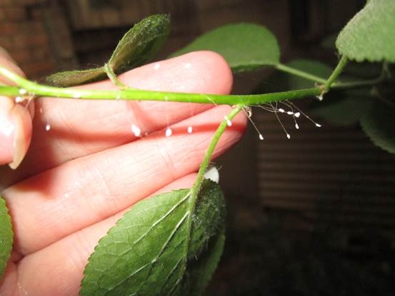 优昙婆罗花