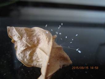 优昙婆罗花