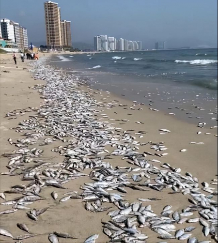 不明原因 !惠州一海滩惊现大面积死鱼