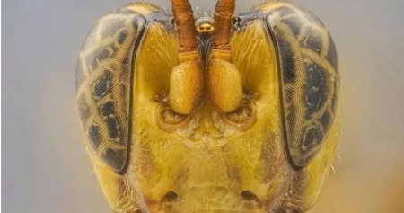 亚马逊发现“外星黄蜂”！宿主可遭幼虫活生生吃死