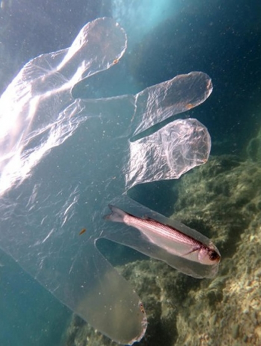 海洋污染小鱼困塑料胶手套游不出来 法轮大法正见网