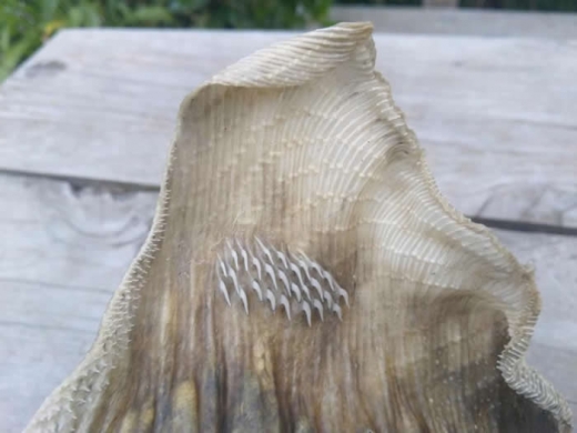 紐西蘭基督城海灘發現超古怪生物遺骸 3 248211 1543503911 2