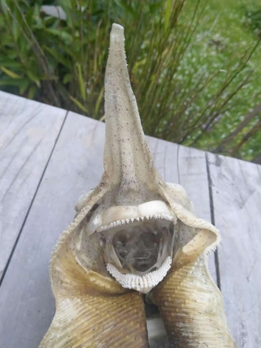 紐西蘭基督城海灘發現超古怪生物遺骸 4 248211 1543503911 3